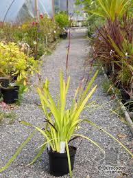 Image result for Fuirena ecklonii