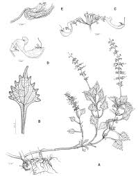 Image result for Coleus shirensis