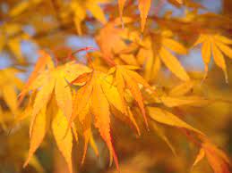 Match your zone with tips from our flower guide to pick the plants that fit your gardening zones. Trees That Grow Perfectly In Zone 6