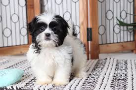 Beautiful, well socialized shih tzu puppies for sale. Pin On Bull Dogs