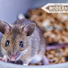 Popular searches in katy include: Modern Pest Control 12 Photos 17 Reviews Pest Control 1110 East Ave Katy Tx Phone Number