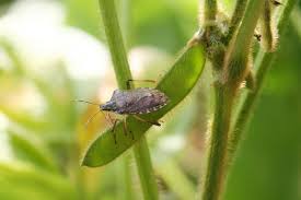 Il existe plusieurs espèces de punaises, mais. Punaise Diabolique Se Debarrasser Du Nouvel Envahisseur Du Jardin