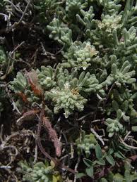 Image result for Equilabium petiolare