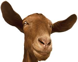 Image result for GOAT