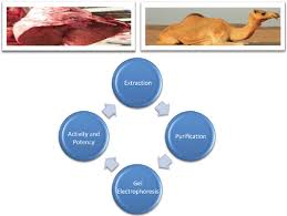 While we are happy to answer general food safety. Detection And Extraction Of Heparin From Camel Lungs Bentham Science