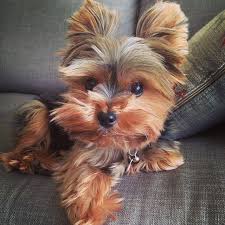Little dogs canine pet parent animals animal lover dogs chihuahua dog love cute animals. 20 Of The Cutest Small Dog Breeds On The Planet This Little Yorkie Looks Just Like My Poosh Smalldog Cute Small Dogs Cute Dogs Cutest Small Dog Breeds