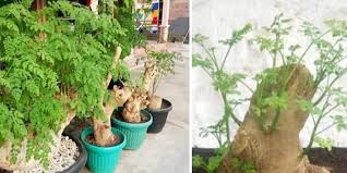 10 Tanaman Yang Bisa Dijadikan Bonsai Ada Asam Jawa Dan Santigi Kabar Joglo Semar