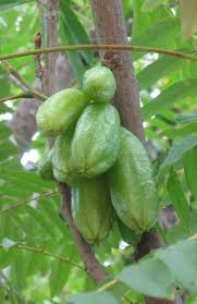 Bilimbi Longue 1 Idee Legume Jardin Fruitier Legume Exotique