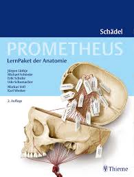 Последние твиты от thieme publishers ny (@thiemeny). Prometheus Lernpaket Anatomie Schadel 9783132403000 Thieme Webshop