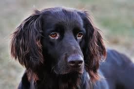 Image result for německý ohař dlouhosrstý