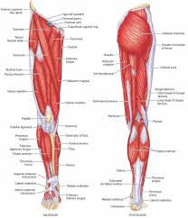An easy and convenient way to make label is to generate some ideas first. Anterior View And Posterior View Of The Human Leg Muscles Anatomy Www Anatomynote Com Calf Muscle Anatomy Body Muscle Anatomy Human Body Anatomy