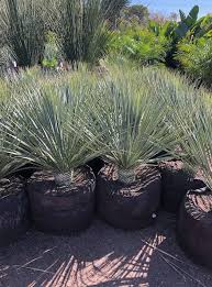 Image result for Caesalpinia rostrata