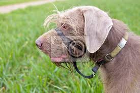 Image result for slovenský ohař hrubosrstý