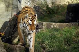 Nature Wild Animals Free Stock Photos Download 22 983 Free Stock Photos For Commercial Use Format Hd High Resolution Jpg Images