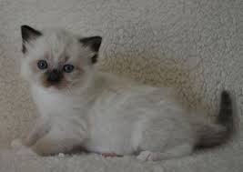 Give your kitten the best you can. Willowtreerags Sylbr8 Of Magnadolz Ragdoll Kitten Of The Month