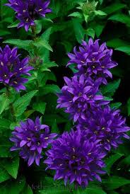 Blooming Purple Bellflowers Campanula Mother Daughter Press Flower Landscape Purple Bell Flowers Amazing Flowers