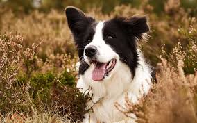 Il servit d'abord comme chien de travail mais ce sont sa beauté ainsi que ses habiletés pour la chasse qui le distinguèrent éventuellement des autres. Definition Border Collie Futura Planete