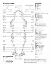 Have you recently moved into a new area? Canine Dental Record