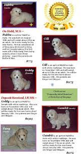 Both maltese and poodles are sociable, friendly, and thrive on human love and interaction. Maltipoo Breeder Michigan Maltipoo