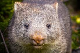 Image result for Common wombat
