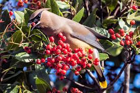 Remains a manageable size for growing in small spaces like a small yard or a container. Fruit Bearing Trees That Attract Birds