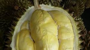 Duri pada buah durian duri hitam berwarna kehitaman di bagian ujungnya dan tidak terlalu tajam. 7 Jenis Durian Cepat Berbuah Terpopuler Dan Banyak Digemari Hot Liputan6 Com