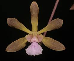 Image result for Seidelia