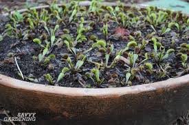 Also, venus flytrap is a perennial plant, and their flowers bloom every spring. Venus Fly Trap Care How To Water Feed Tend This Carnivorous Plant