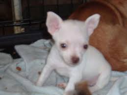 Browse thru our id verified puppy for sale listings to find your perfect puppy in your area. Teacup Chihuahua Puppies For Sale Ohio