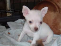 Ckc registered longhair chihuahua and dachshund parents. Teacup Chihuahua Puppies For Sale Ohio