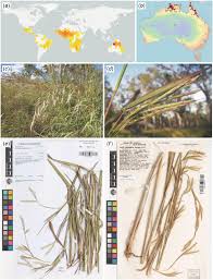 Image result for Andropogon gayanus