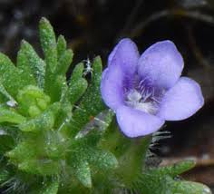 Image result for Limnophila ceratophylloides