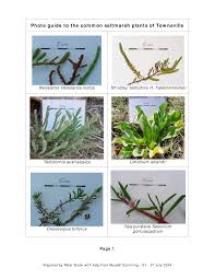 Image result for Halosarcia indica