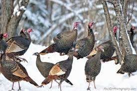 Wild Birds That Look Like Turkeys Turkeys Birds Barnyard Animals Turkey