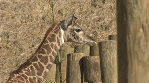 Greenville Zoo Names Baby Giraffe Kiden News Foxcarolina Com