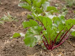 A cannabis iron deficiency is usually seen first on bright yellow new leaves, and the. Beet Growing Problems Tips For Beet Seedlings Falling Over