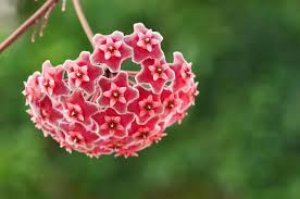 Image result for hoya plant flower