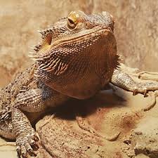 Unlike you, they like basking under a uva/uvb bulb for about 12 hours each day. Bearded Dragon Supplies Accessories Checklist Petsmart