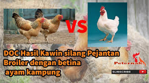 Doc Hasil Kawin Silang Pejantan Broiler Dengan Betina Ayam Kampung Youtube