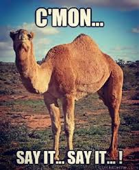 Find and save guess what day it is camel memes | from instagram, facebook, tumblr, twitter & more. 35 Funniest Hump Day Meme Meme Central