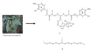 Image result for Anthonotha macrophylla