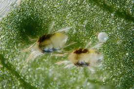 They may itch, hurt, and cause skin irritation that can last for as long as two weeks. Spider Mites Kill Control And Prevent These Nasty Pests