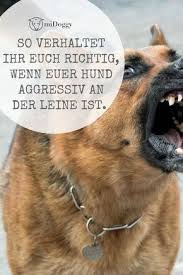 hund ideen hunde tipps tricks ideen liebe welpen bilder hundeerziehung cattraining hunde welpen hunde korpersprache