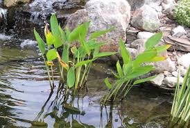 Do not completely cover the roots; Why Are My Pond Plants Turning Yellow And Dying