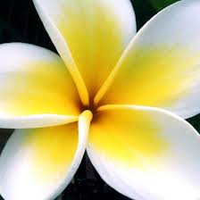 Close Up Photography Of White And Yellow Plumeria Rubra Flower In Bloom Close Up Photography Flowers Photography Beautiful Flowers Photography