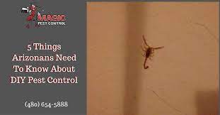 7310 west roosevelt #22, phoenix, az 85043. 5 Things Arizonans Need To Know About Termites Before Doing Diy Pest Control