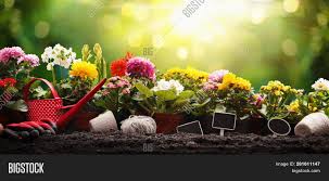 How does this plant identifier work? Garden Flowers Plants Image Photo Free Trial Bigstock