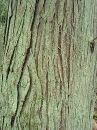 Bark Of Pacific Northwest Native Cedar Tree Western Red Cedar Thuja Plicata Painting The Roses Red Cedar Trees Thuja Plicata