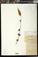 Image result for Corchorus pseudocapsularis