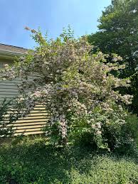 Image result for Kolkwitzia